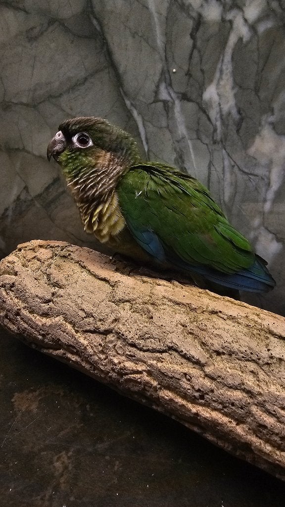 Pyrrhura tam, Dieren en Toebehoren, Meerdere dieren, Parkiet, Tam