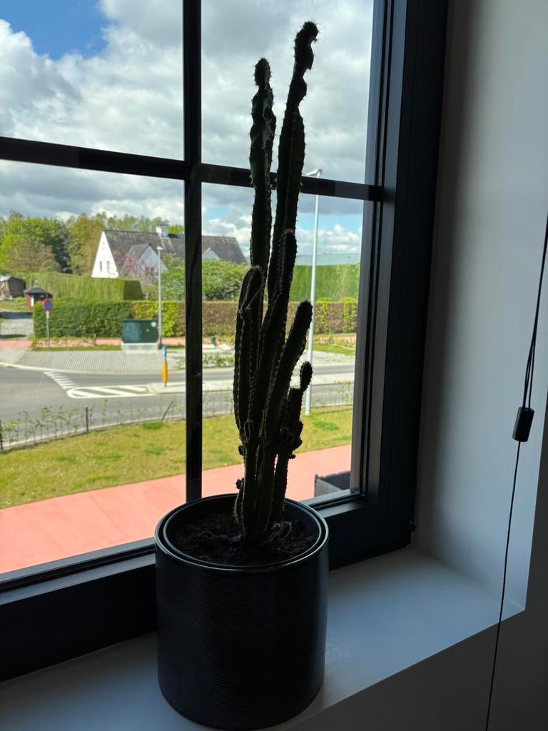Cactussen, Huis en Inrichting, Kamerplanten, Ophalen, Cactus, Volle zon, Minder dan 100 cm