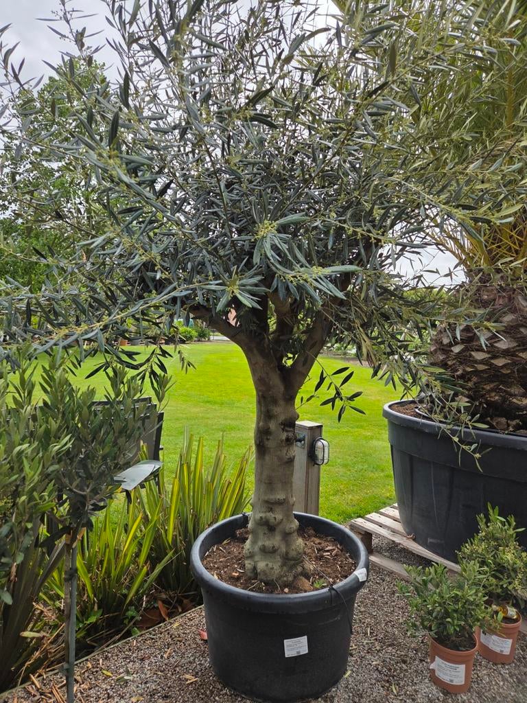 Olijfboom Olea Europaea - mooi vertakt, Ophalen, Olijfboom