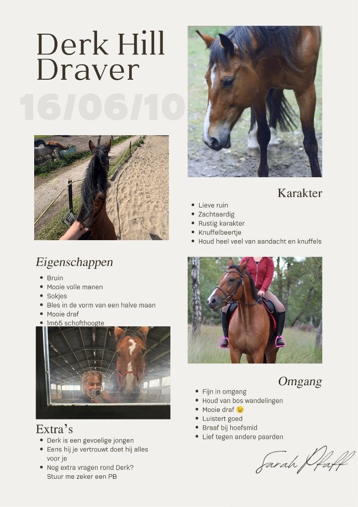 Lieve ruin te koop, Animaux & Accessoires, Chevaux, 11 ans ou plus, Hongre, Débourré, Avec pedigree