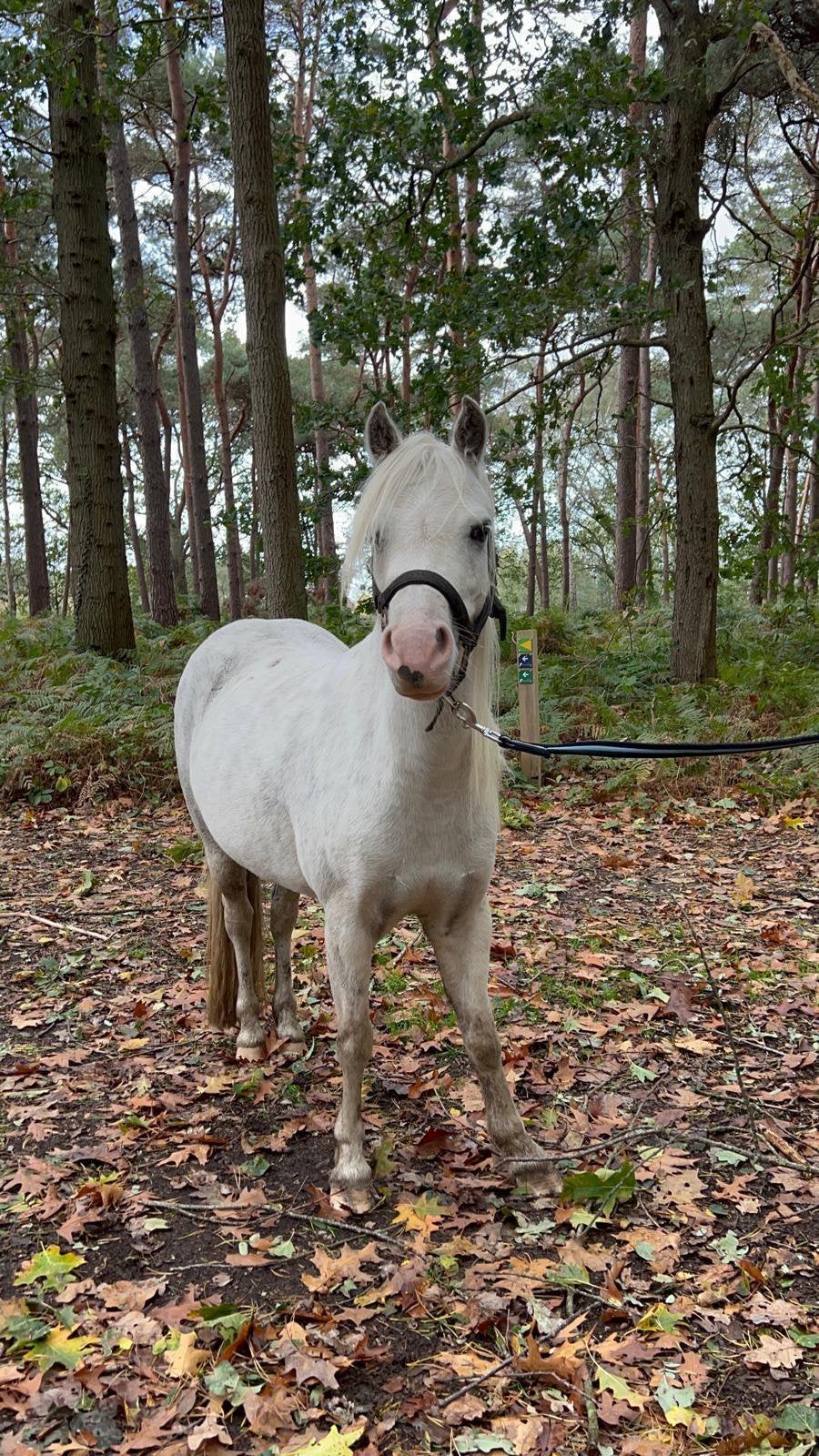 Ponys zoeken vlot nieuwe thuis!, Dieren en Toebehoren, Merrie, B