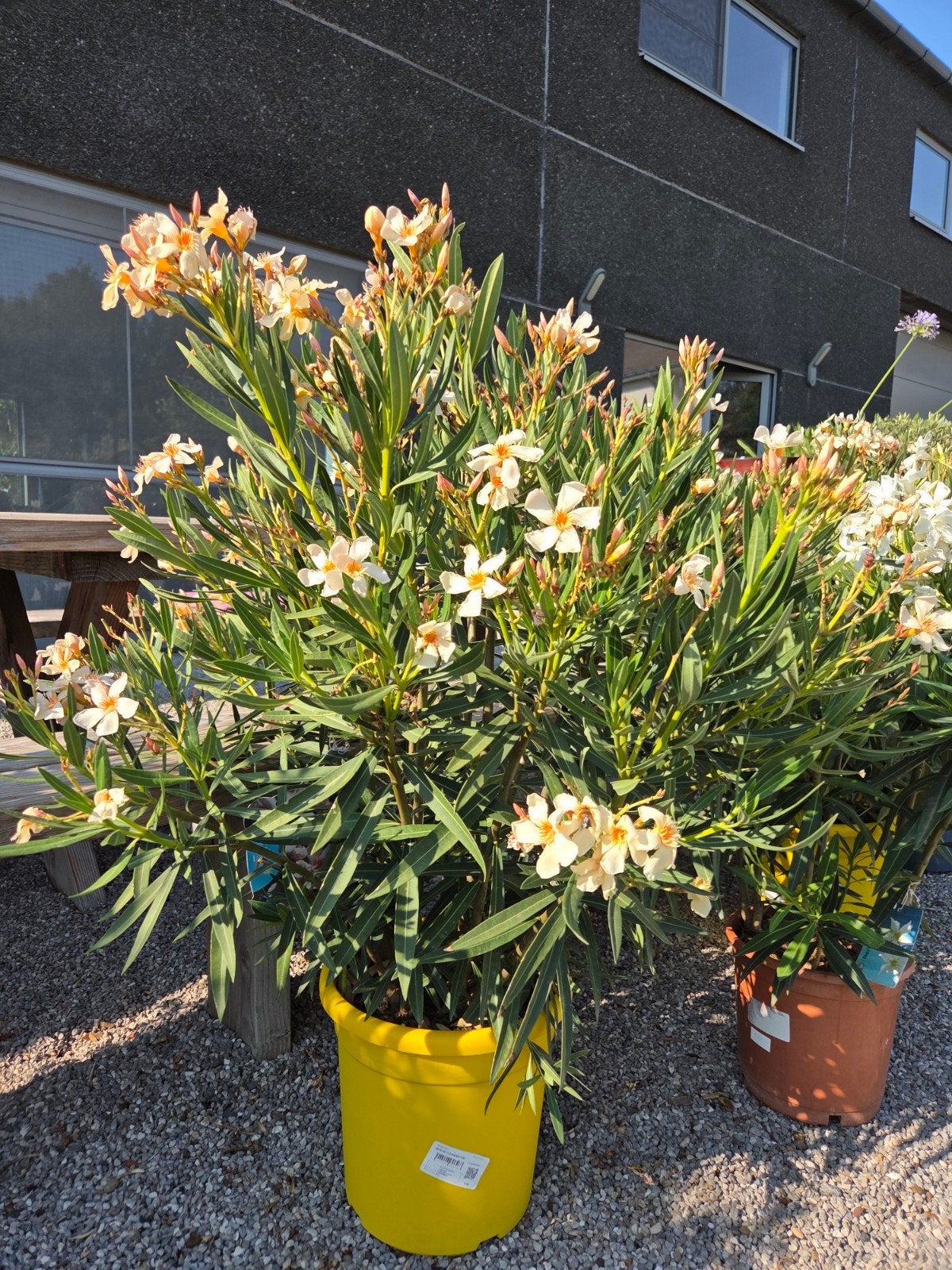 Nerium Oleander Kleur geel, Tuin en Terras, Planten | Tuinplanten, Ophalen