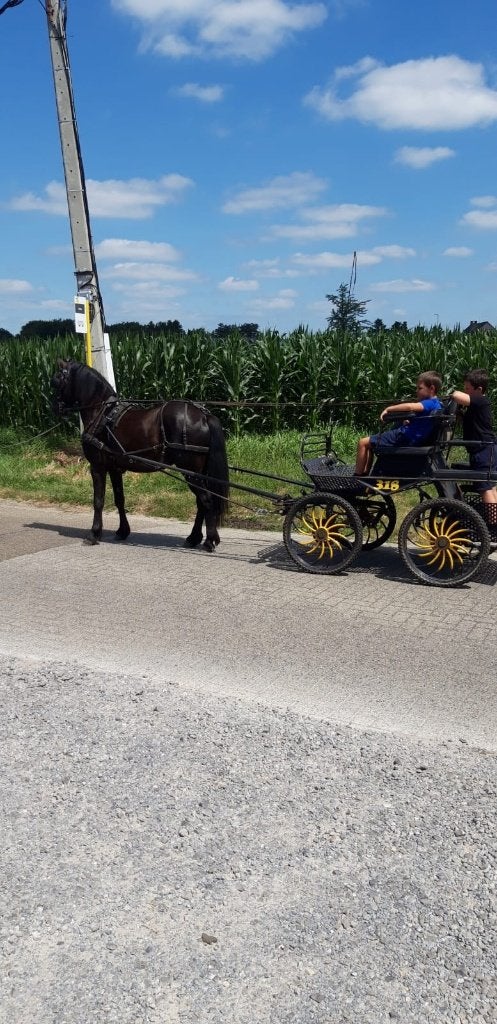 Tuigpony, Animaux & Accessoires, Poney d'attelage, Hongre, Débourré, Poney D (1.37 m à 1.48m)