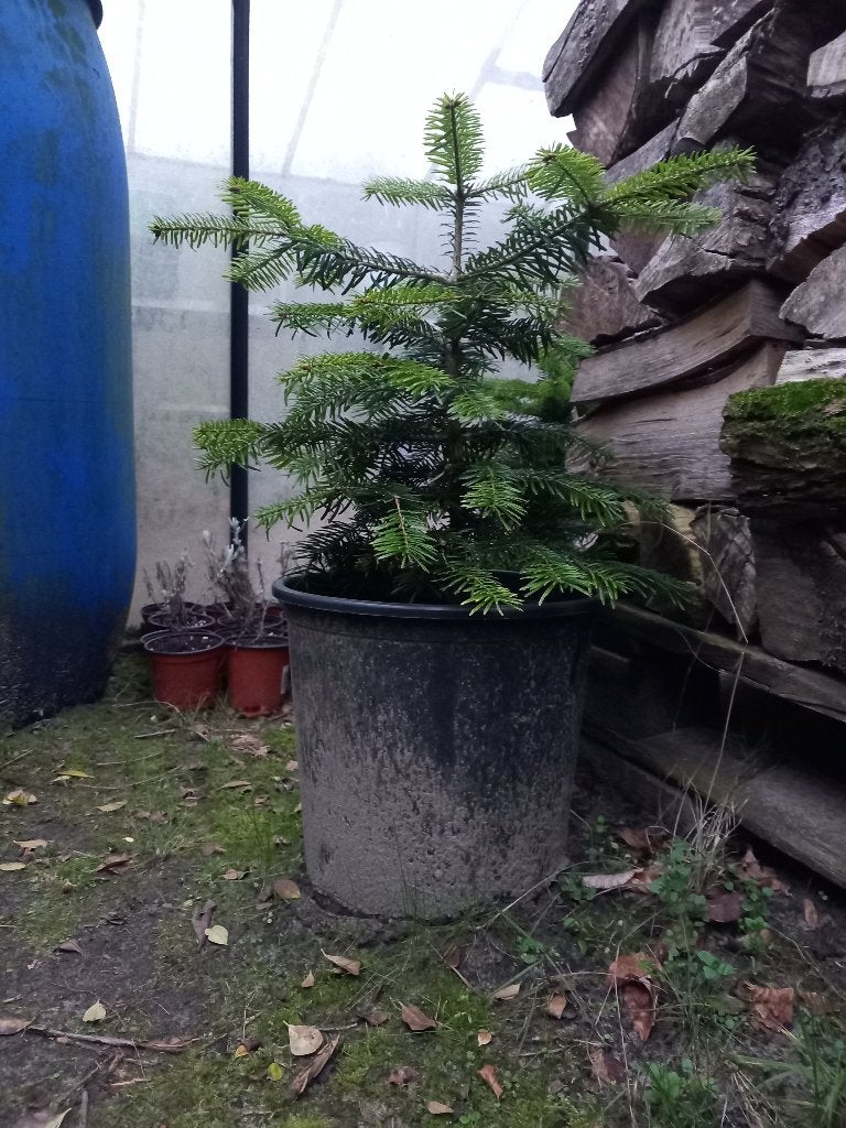 Denneboom, Tuin en Terras, Ophalen, In pot