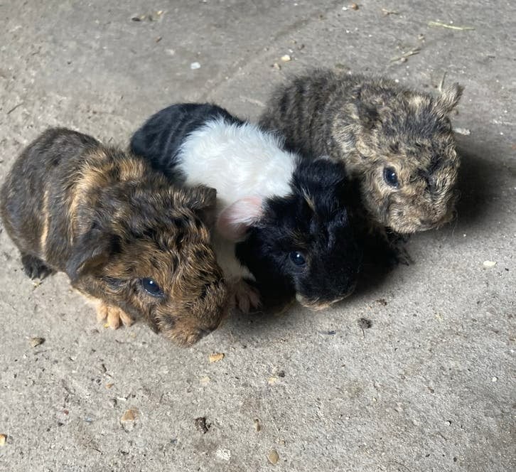 3 langharige cavia broertjes te reserveren., Dieren en Toebehoren, September, Cavia