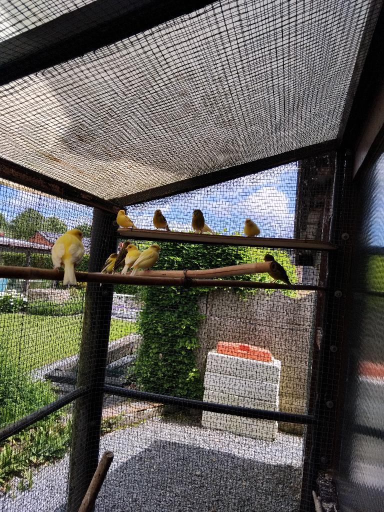 canari d'un an, Dieren en Toebehoren