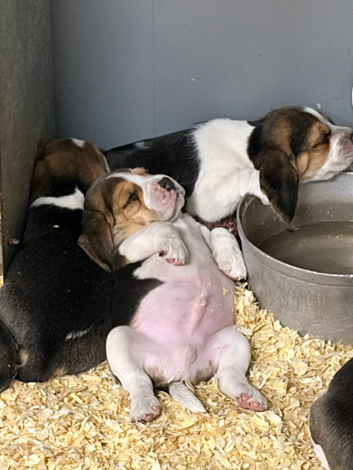 Speelse Beagle pups, Beagle, Plusieurs, Belgique, Plusieurs animaux