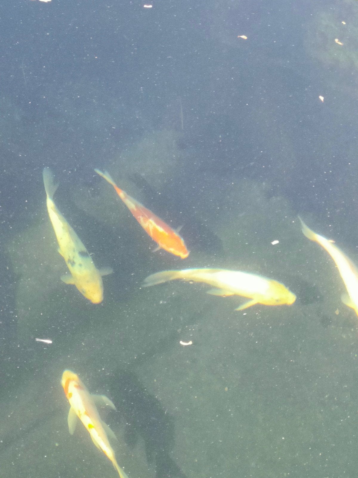 JAPANSE KOI, Dieren en Toebehoren, Vissen | Vijvervissen