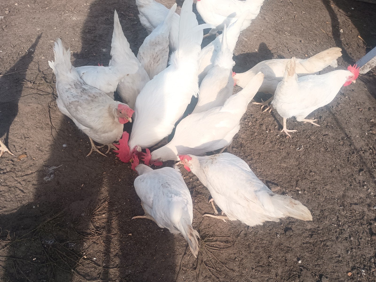 toom voor fok  witte leghoorn, Dieren en Toebehoren, Meerdere dieren, Kip