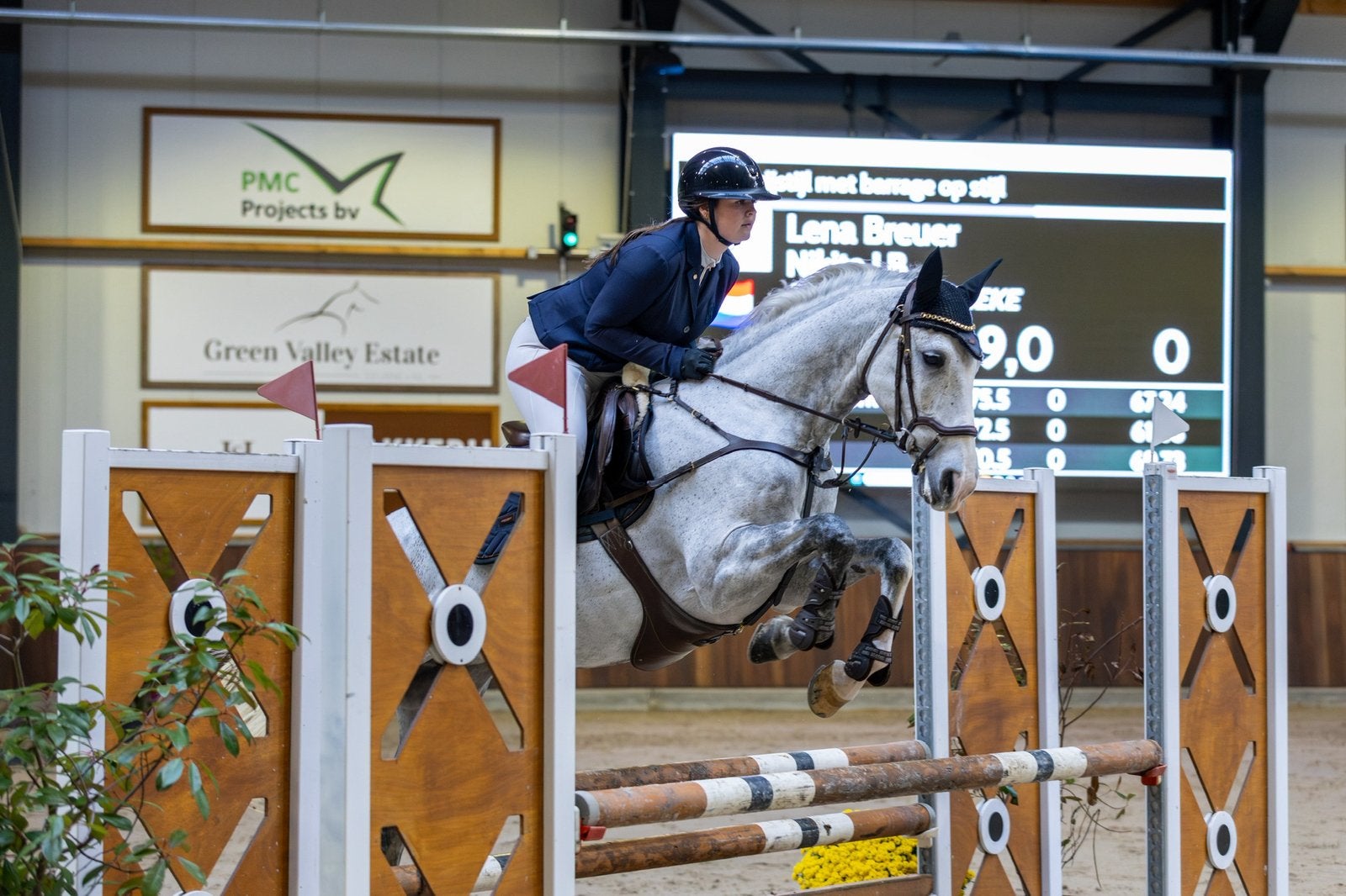 Springpaard 162m, Dieren en Toebehoren, Paarden, Merrie, Springpaard, Met stamboom, L