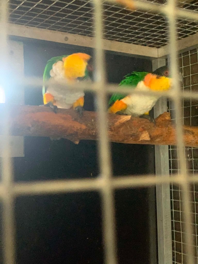 caiques 2 koppels, Dieren en Toebehoren, Papegaai