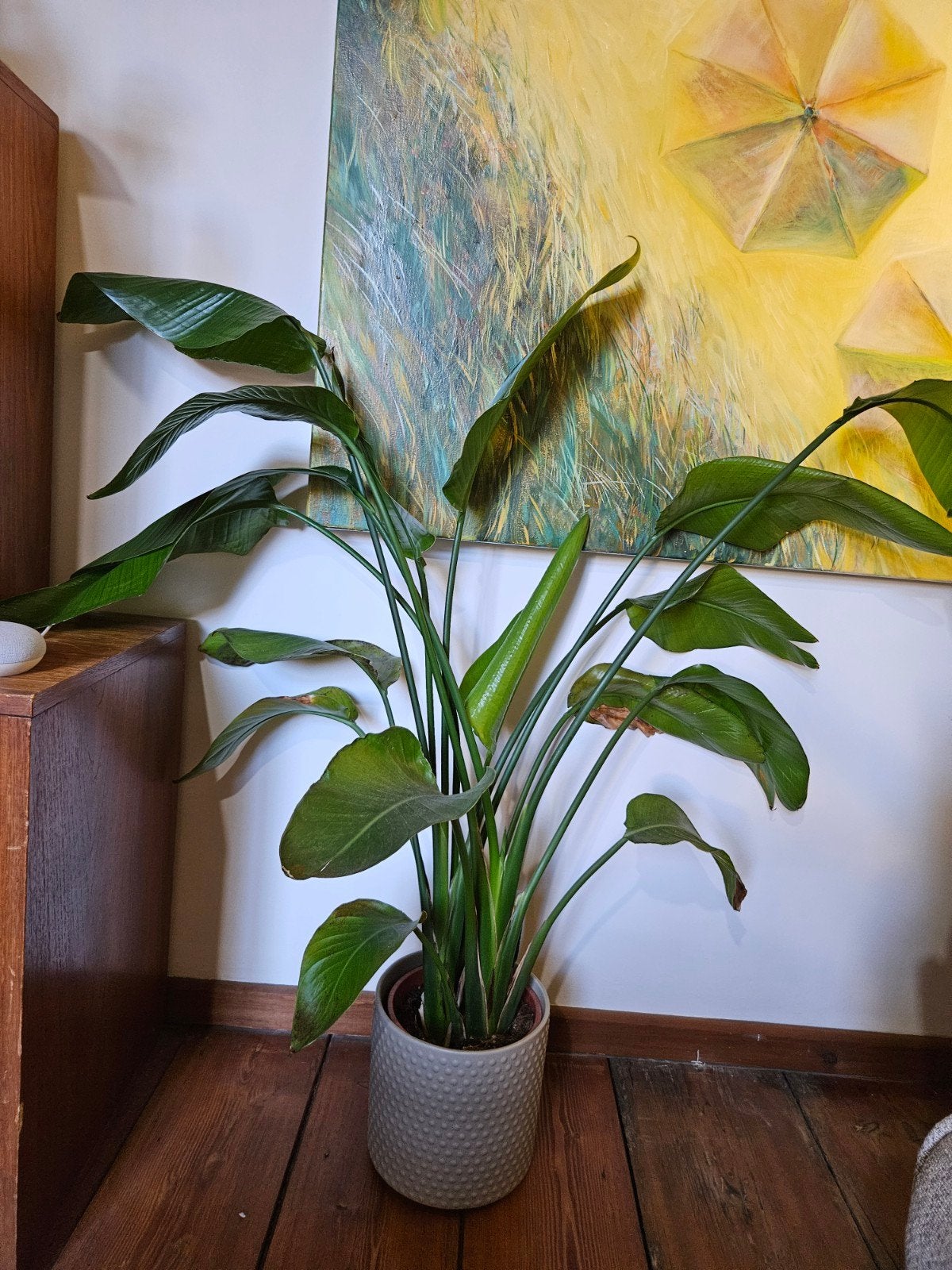 Strelitzia Nicolai (paradijsvogelplant) 110cm hoog, En pot, Plein soleil, Enlèvement, 100 à 150 cm