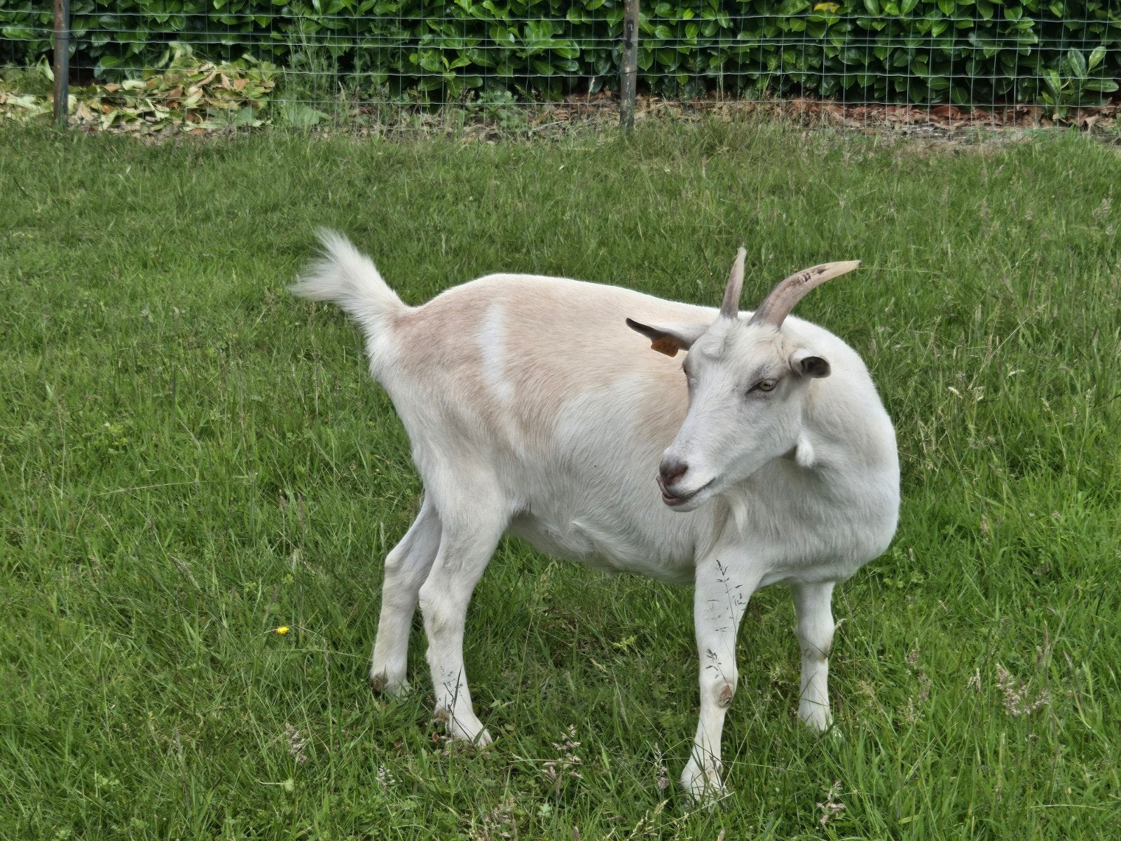 Geitje, Dieren en Toebehoren