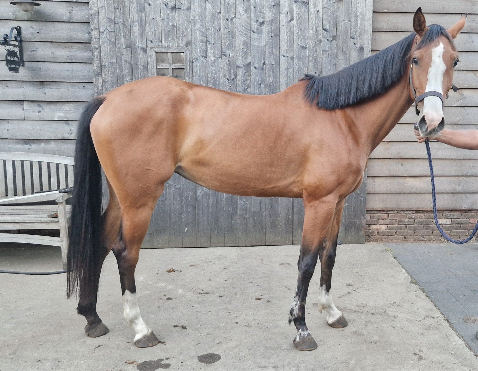 beloftevol paard, Débourré, 160 à 165 cm, Cheval de saut, Jument