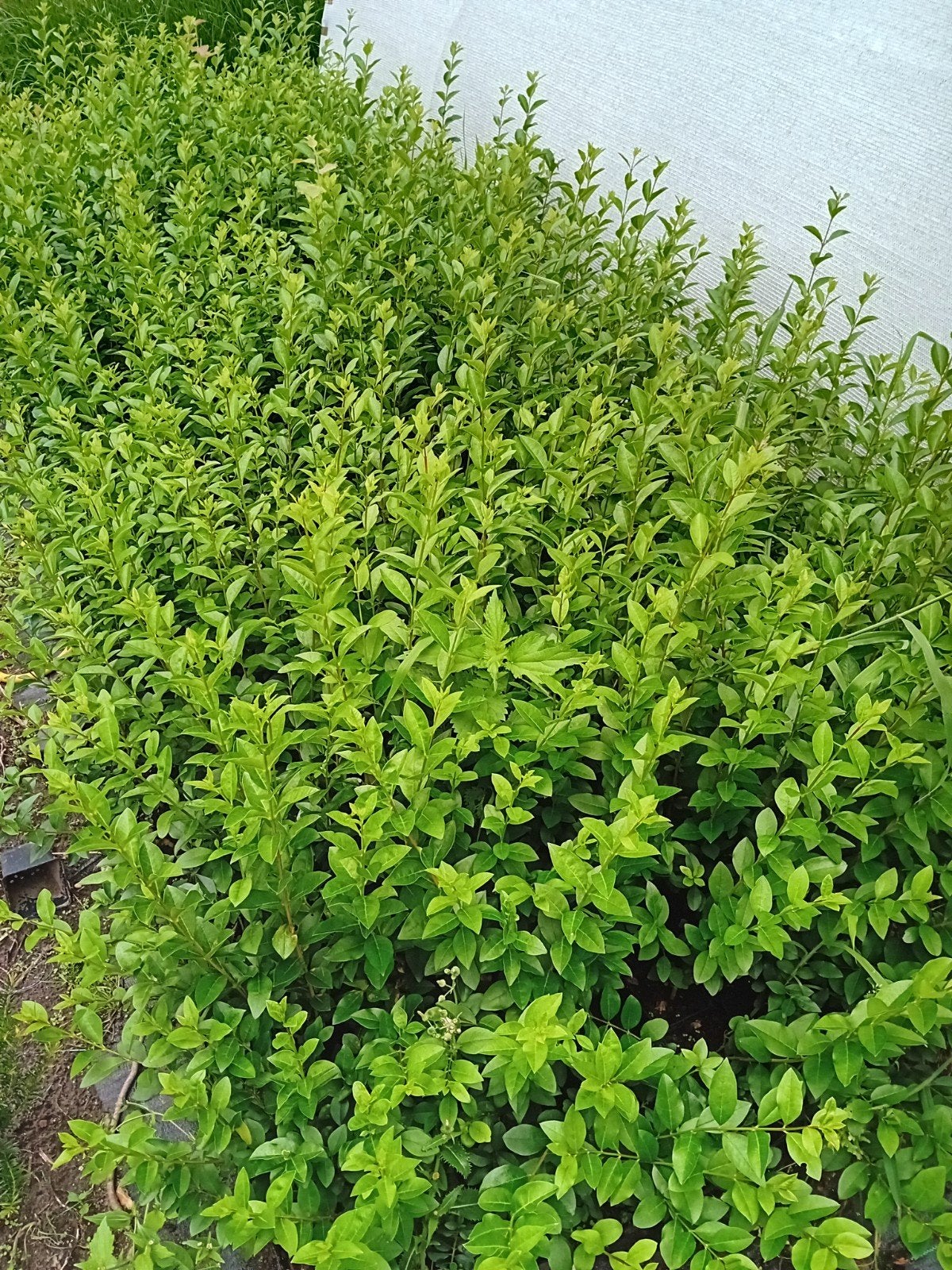 Ligustrum, Enlèvement