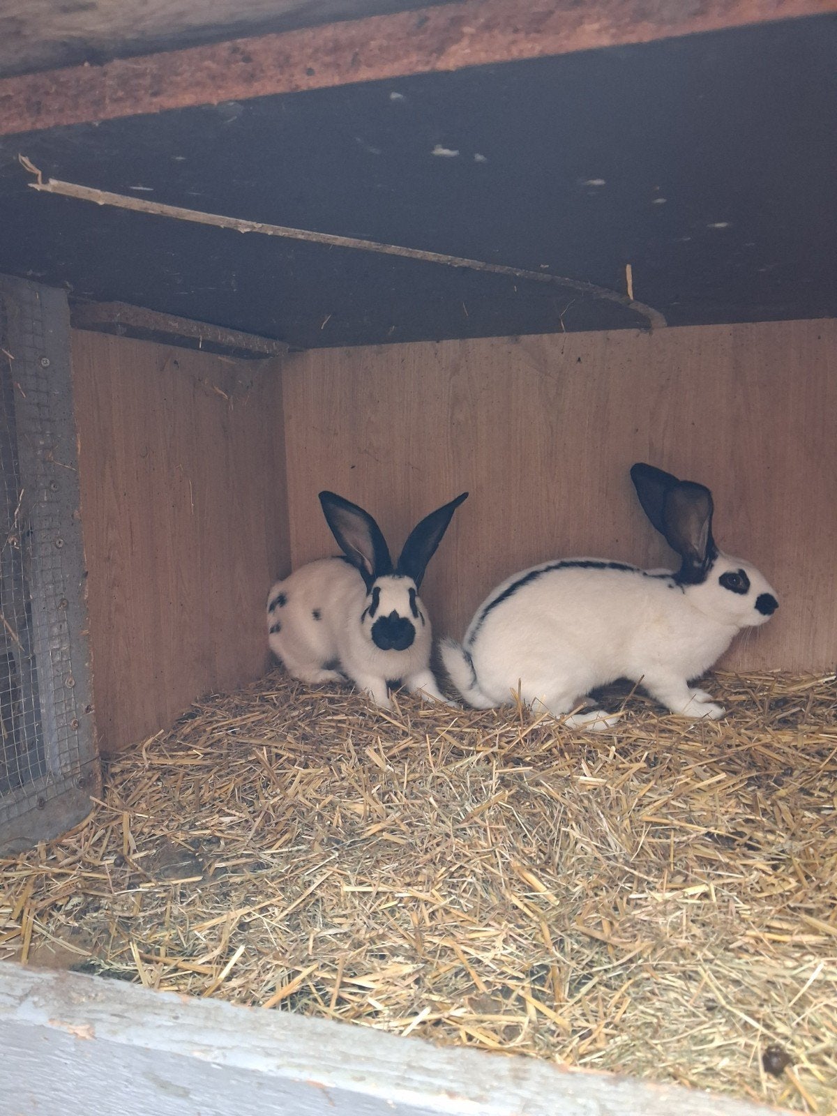 twee rammen groot ras lotharige, Dieren en Toebehoren, Konijnen, Groot