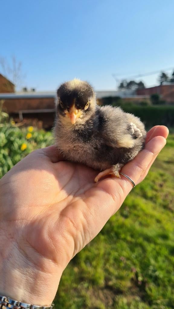 Mechelse koekoek kuikens, Meerdere dieren, Kip