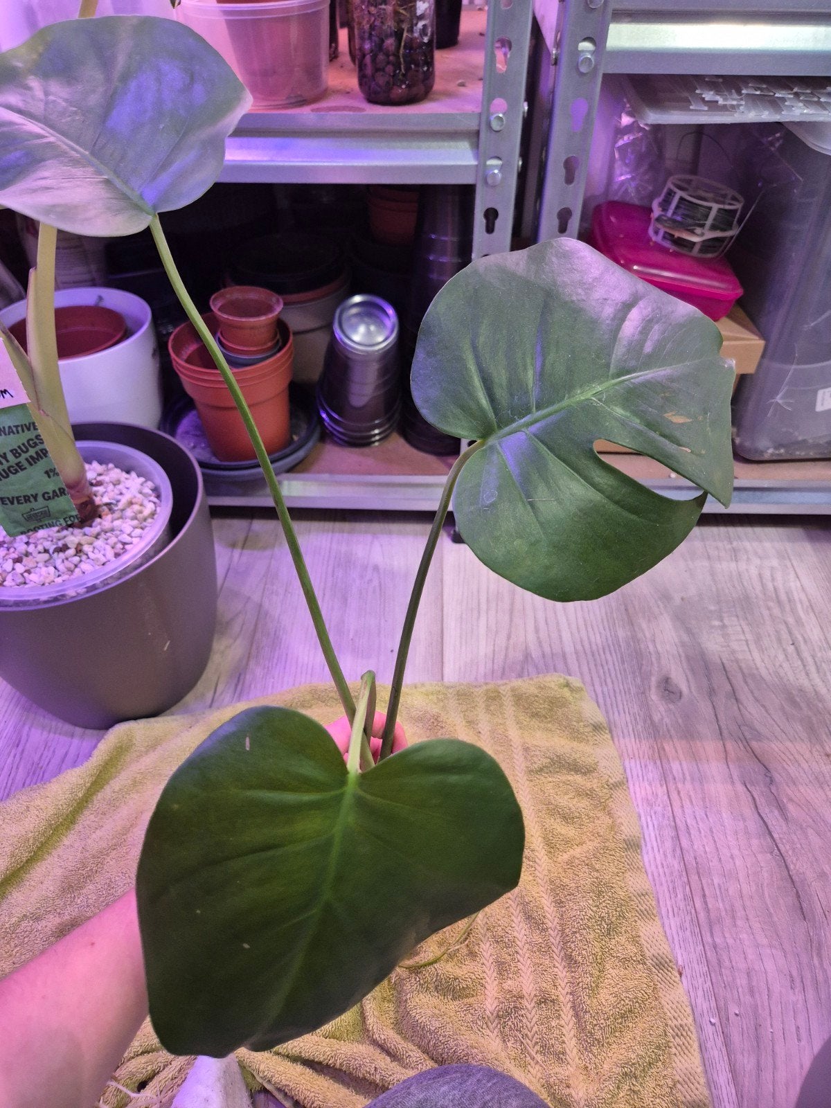 Verschillende Monstera deliciosa stekken, Enlèvement ou Envoi