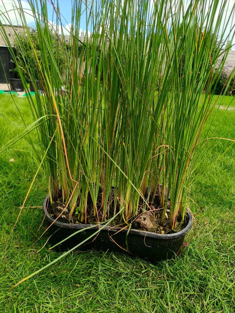 vijvermand 45x18x15cm met kleine lisdodde, Tuin en Terras, Ophalen, Zo goed als nieuw, Overige typen