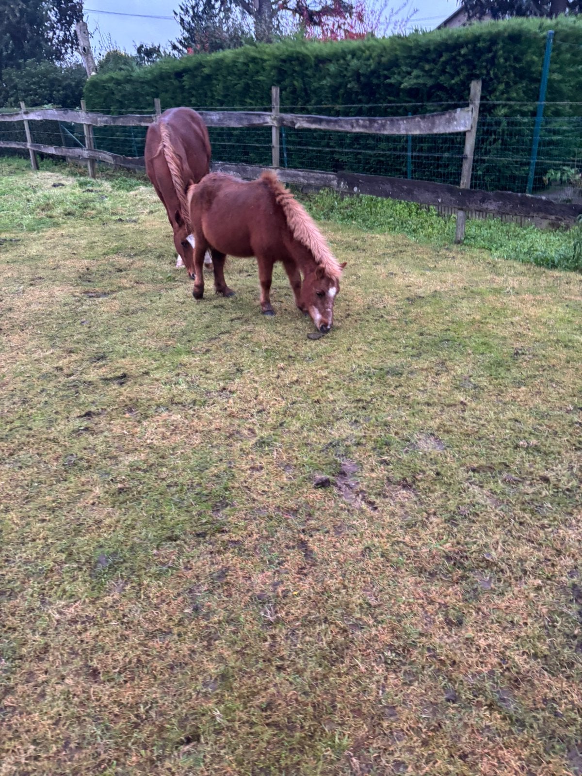 Une jument poney, Animaux & Accessoires, Jument, Vermifugé