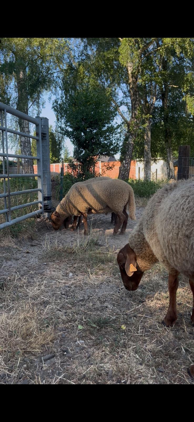Voskop rammen, Dieren en Toebehoren, Schapen, Geiten en Varkens, Mannelijk, Schaap, 0 tot 2 jaar