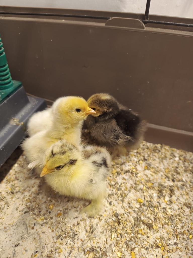 Cochin kriel kuikens - Raszuiver! 🐣, Poule ou poulet