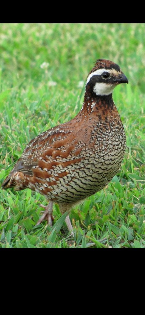 Caille de Virginie mâle couleur sauvage + 6 œufs à éclore, Animaux & Accessoires, Oiseaux | Oiseaux Autre, Mâle