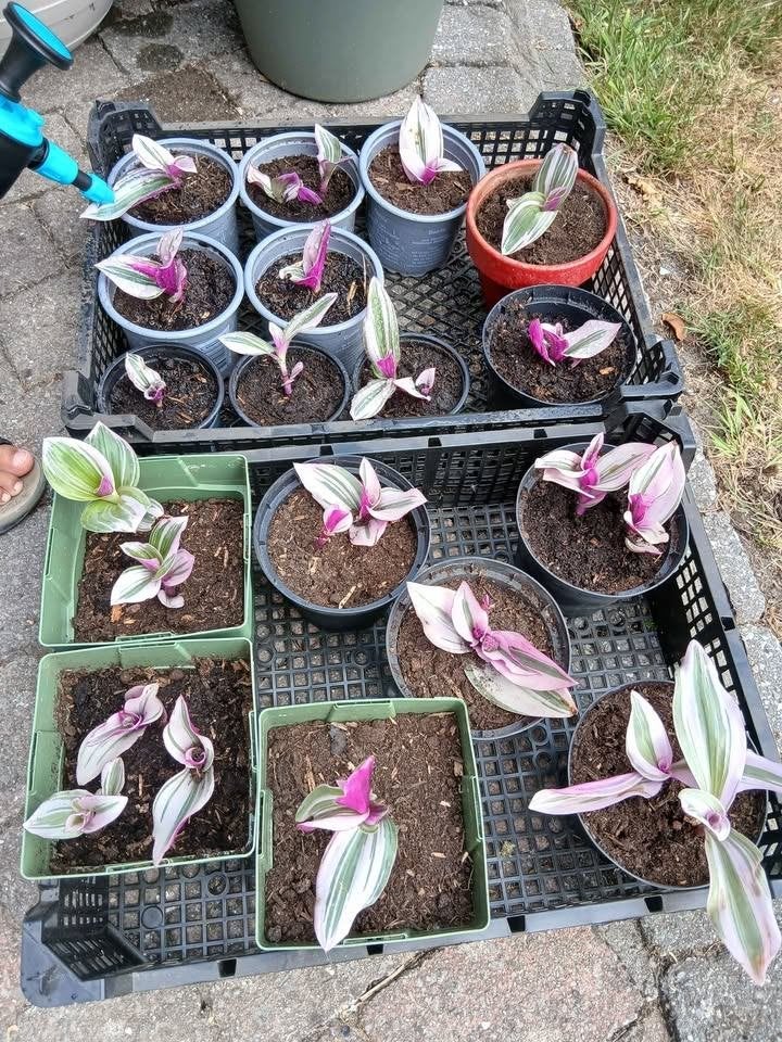 planten stekjes, Ophalen