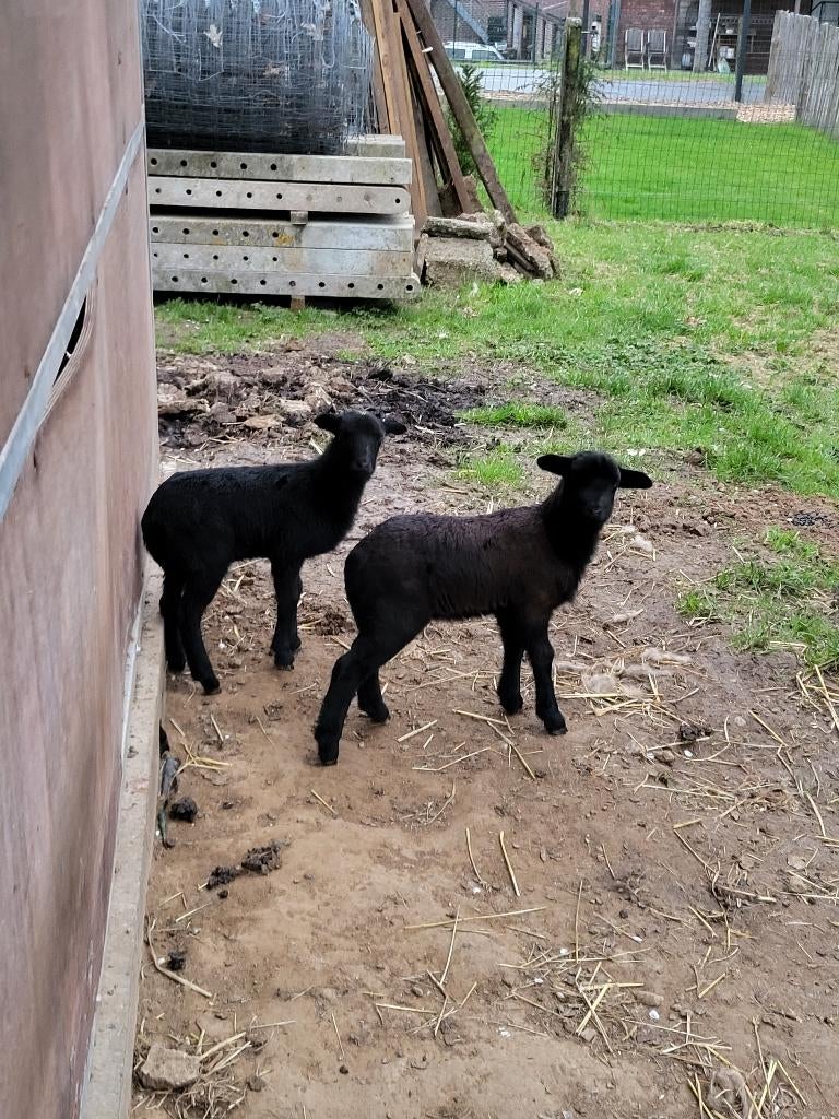 KAMEROENSCHAPEN _ schapen kameroen, Dieren en Toebehoren, Meerdere dieren, Schaap, 0 tot 2 jaar