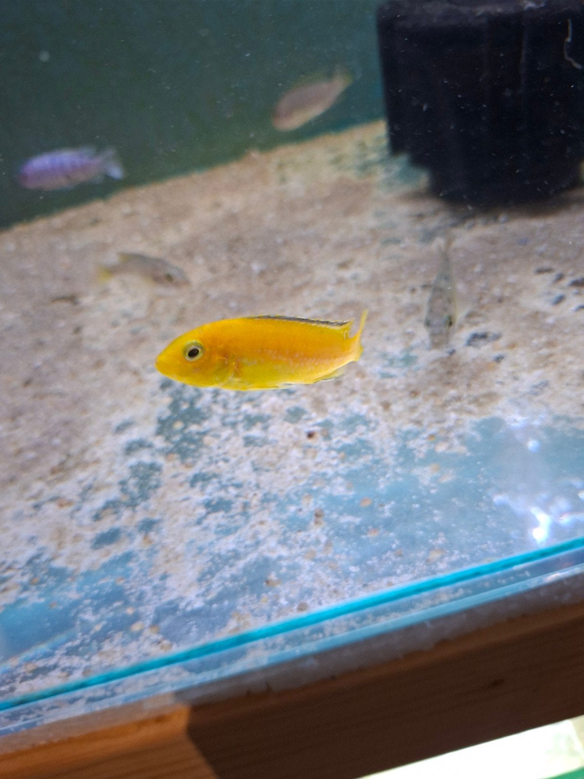 cichlides malawi labidochromis caeruleus
