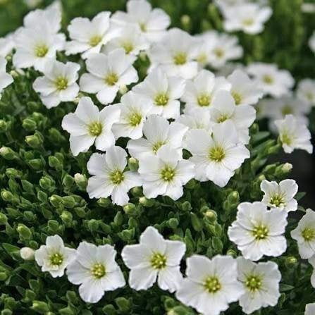 Arenaria Montana, Ophalen, Volle zon