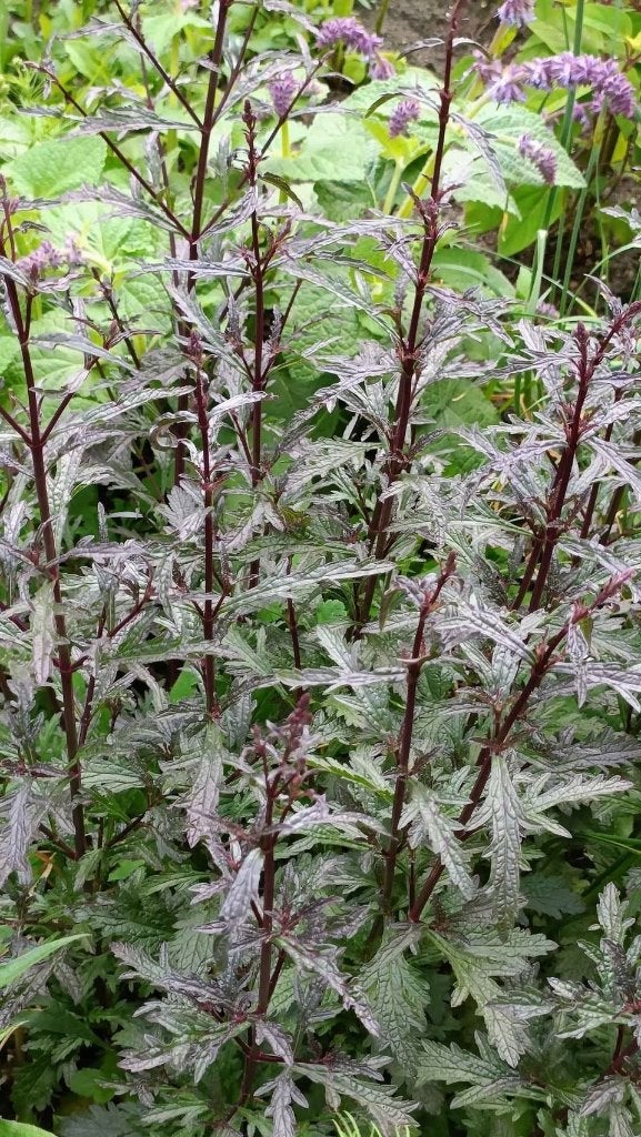 Verbena bampton plantjes,optimale groei /bloei volgend jaar, Tuin en Terras, Volle zon, Vaste plant, Zomer, Ophalen