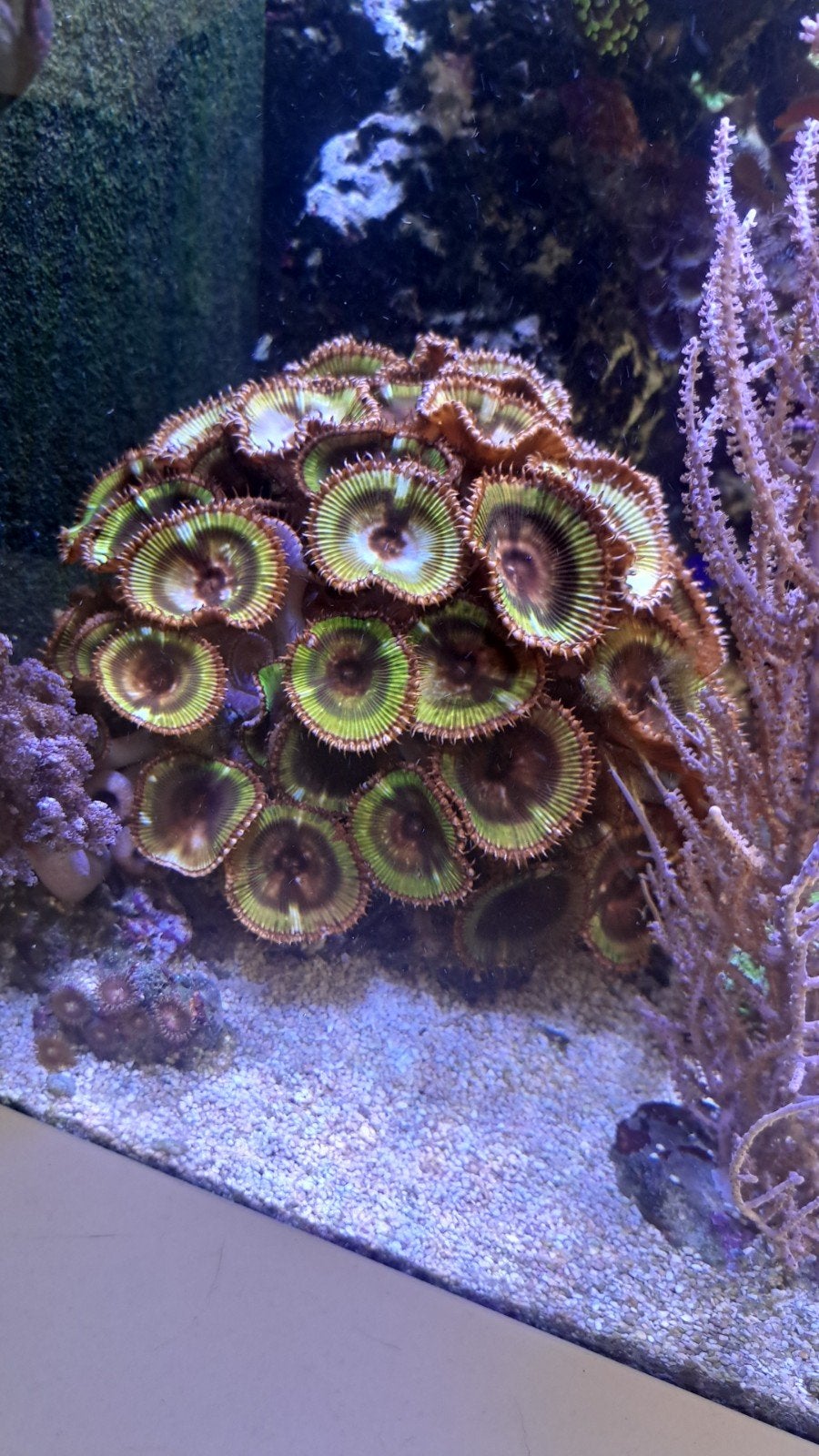 Grote steen met pallyathoa grandis, Dieren en Toebehoren, Vissen | Aquariumvissen