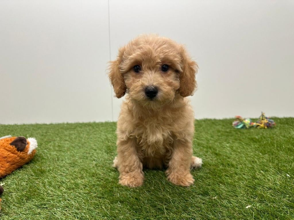 Havapoo pups, België, 8 tot 15 weken, Parvo, Meerdere