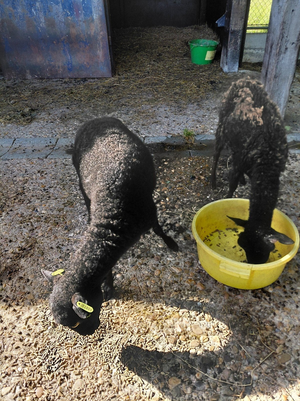 Quessant ooien., Dieren en Toebehoren, Overige Dieren, April