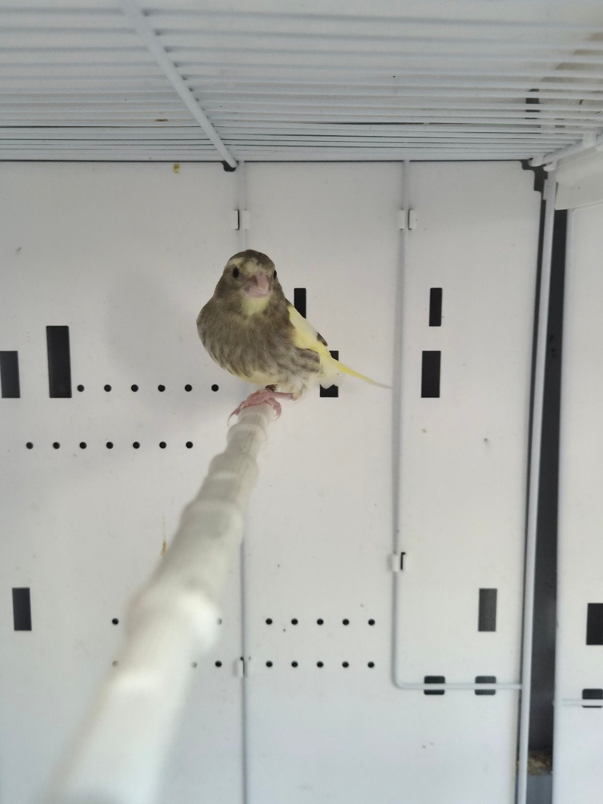 Bonte Groenling 2026, Dieren en Toebehoren, Vogels | Overige Vogels, Geslacht onbekend, Wildzangvogel, Geringd