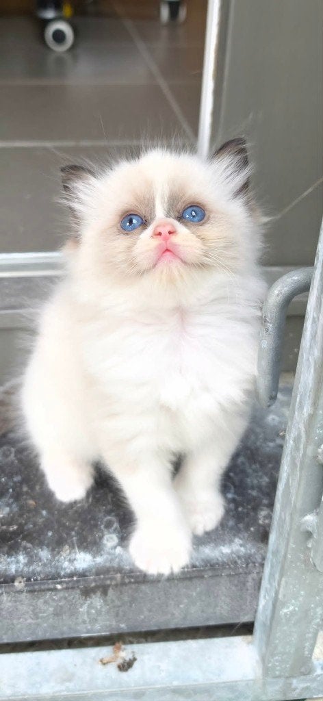 2 Super Mooie Raszuivere Ragdoll Kittens met Stamboom, Chatte ou Chat, Avec pedigree, 0 à 2 ans