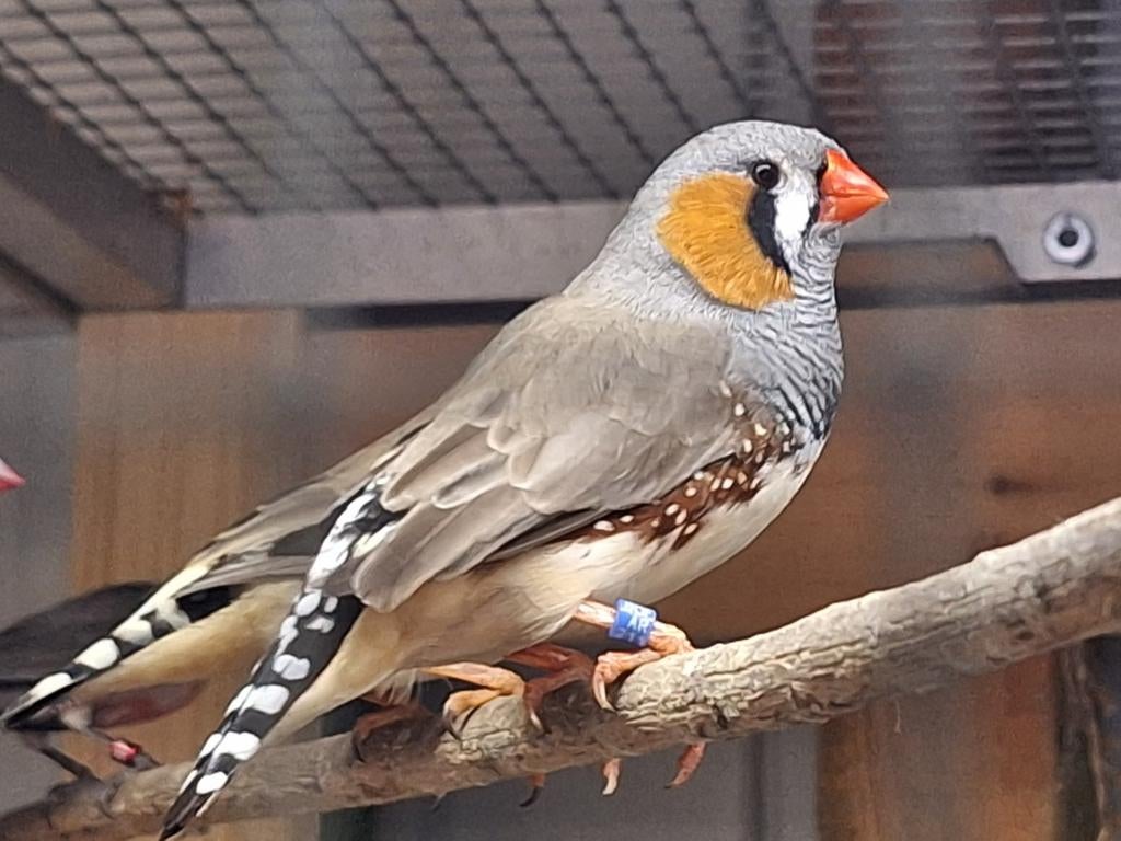 Zebravinken. Koppels en jongen.