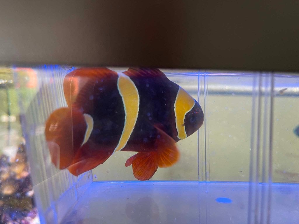 vissen PREMNAS -EPIGRAMMA - GOLD  STRIPE, Vis, Zoutwatervis