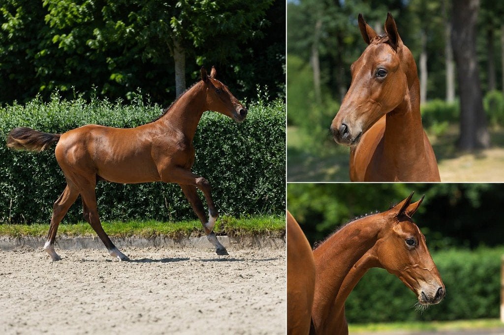 Veulen / Foal Bacardi VDL X Fragance de Chalus, Avec pedigree, Étalon, 0 à 2 ans, Non dressé