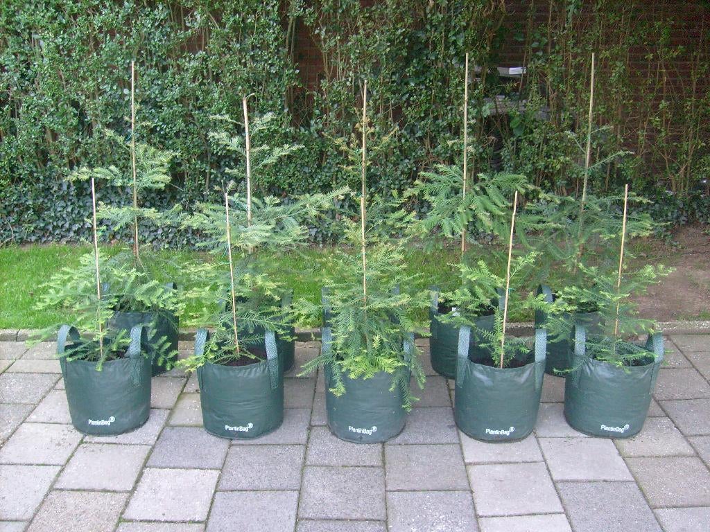 Hoogte boom ter wereld: Sequoia sempervirens bomen: 1m hoog, Tuin en Terras, Bloeit niet, Overige soorten, 100 tot 250 cm, Ophalen