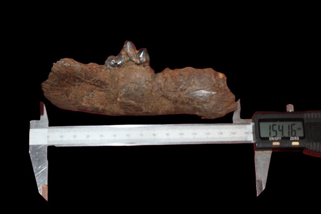 Kaakdeel Prehistorische Java-Tijger, Ophalen of Verzenden, Fossiel