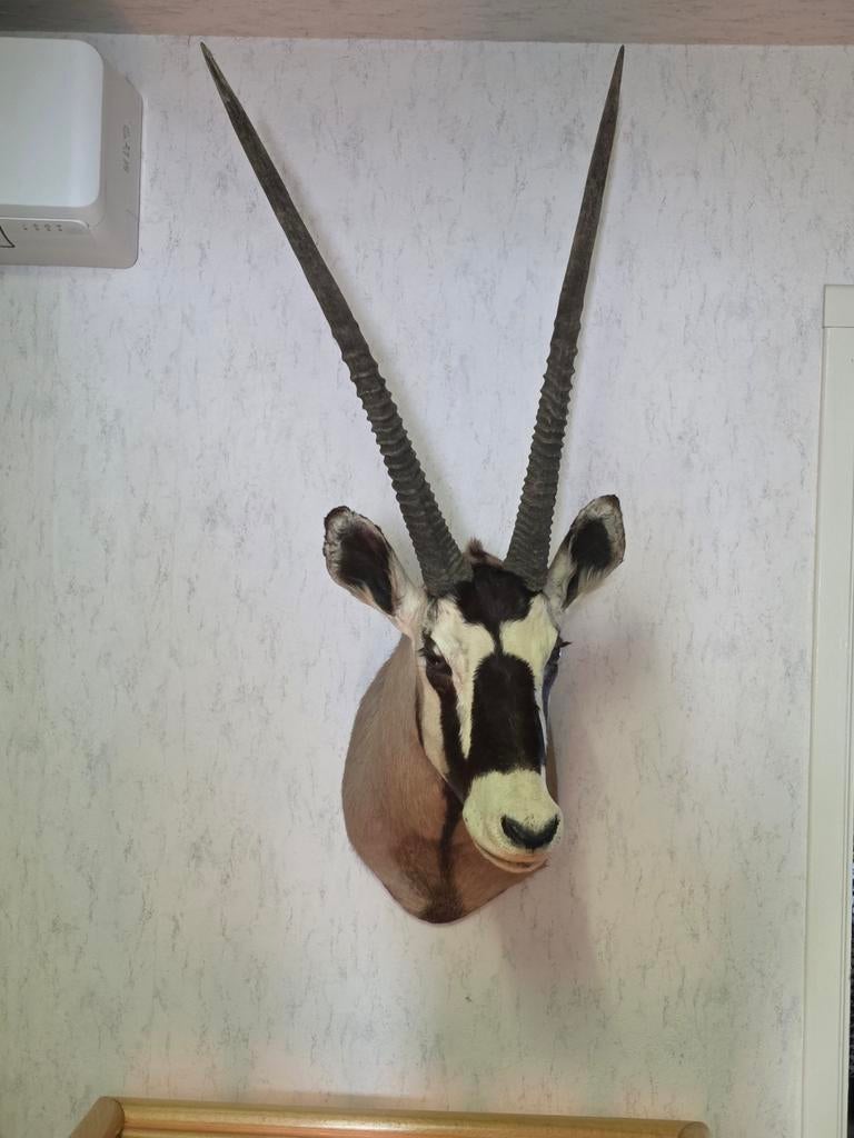 Oryx antilope, Enlèvement