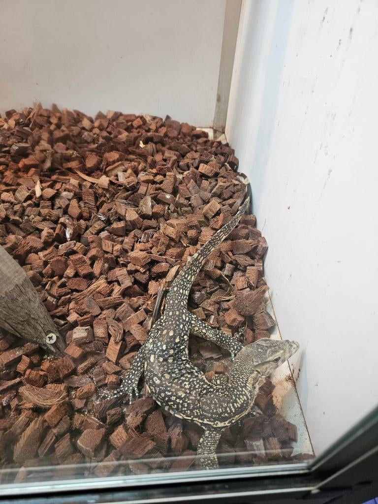 Varanus salvator Celebensis 2025, Dieren en Toebehoren, Hagedis, 0 tot 2 jaar