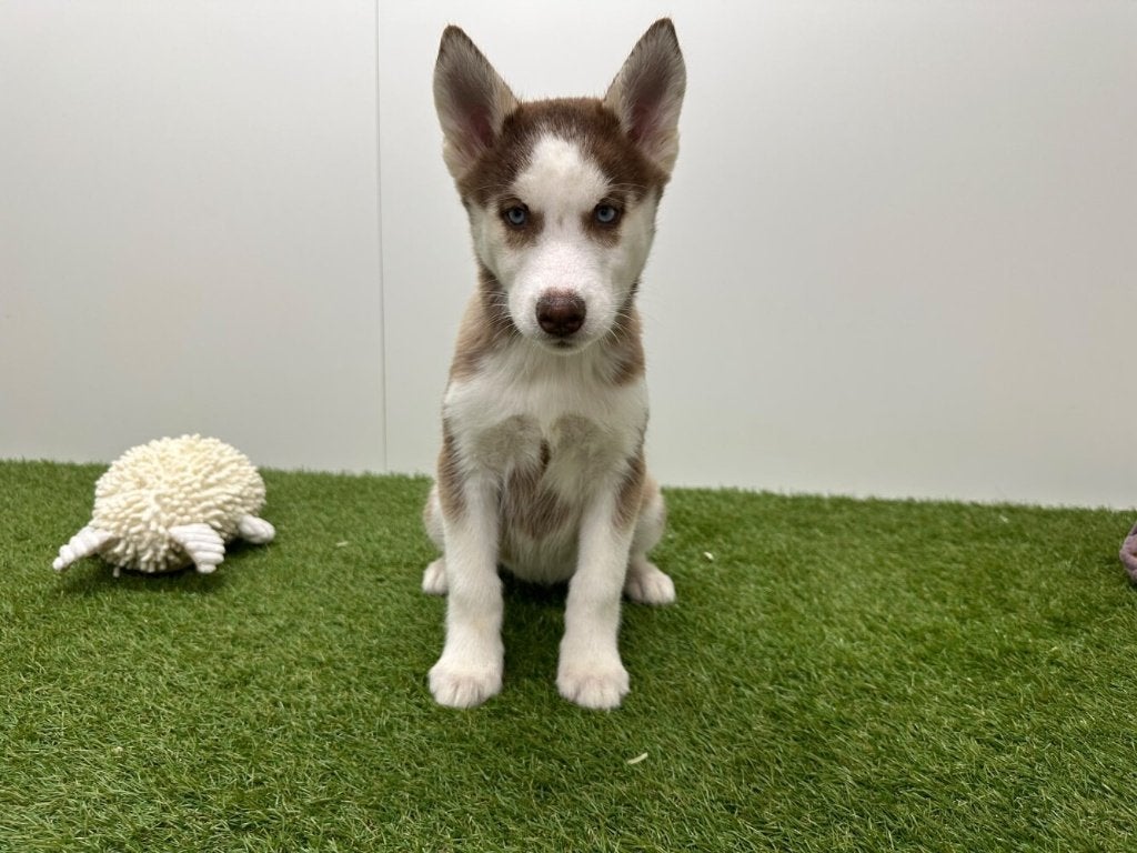 Chiots Husky de Sibérie, Animaux & Accessoires, Maladie de Carré (chiens), Un chien, Chien de traîneau, Belgique