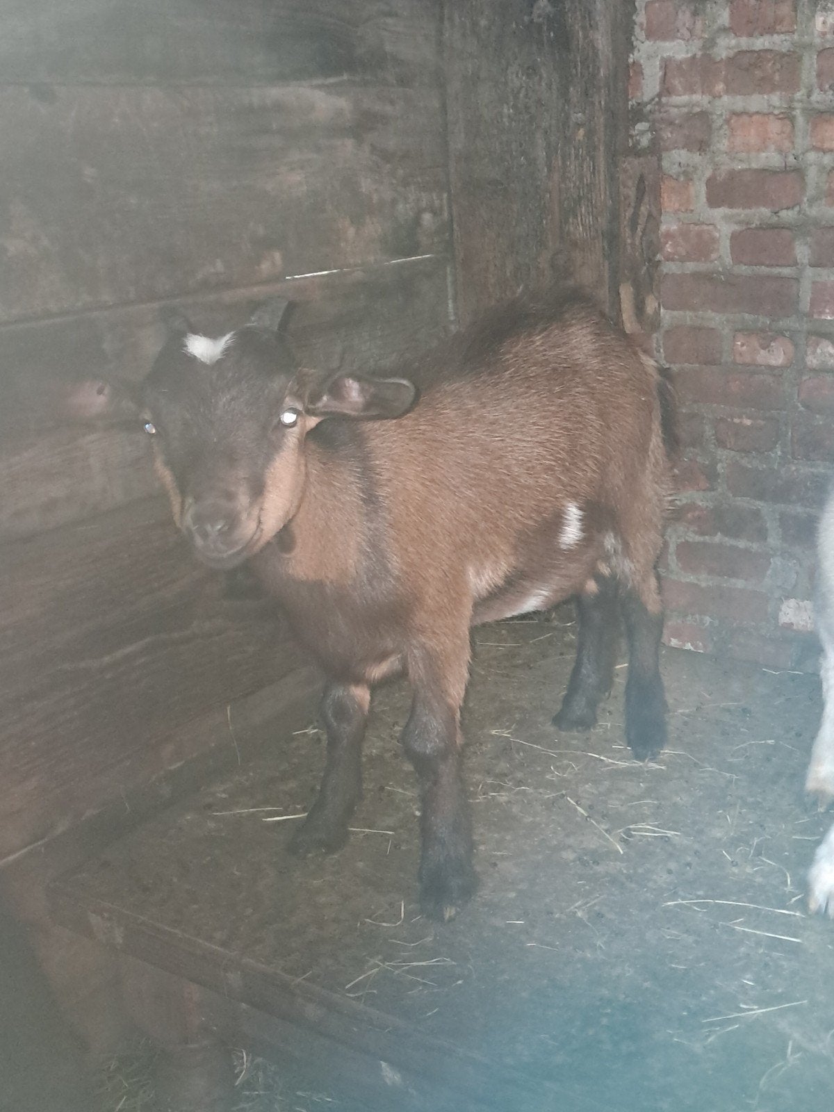 jonge dwerggeitjes miekes