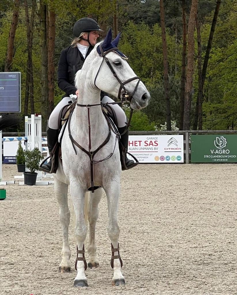 Kweekmerrie of sportpaardje te koop, Jument