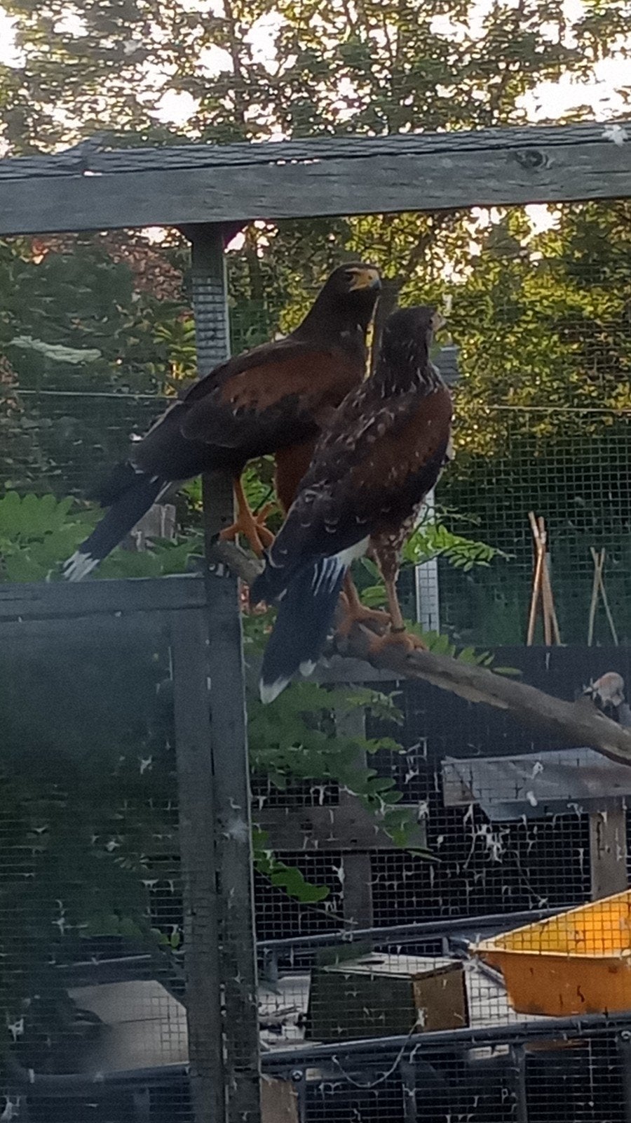 woestijnbuizerds 2026, Sexe inconnu, Oiseau de proie, Bagué