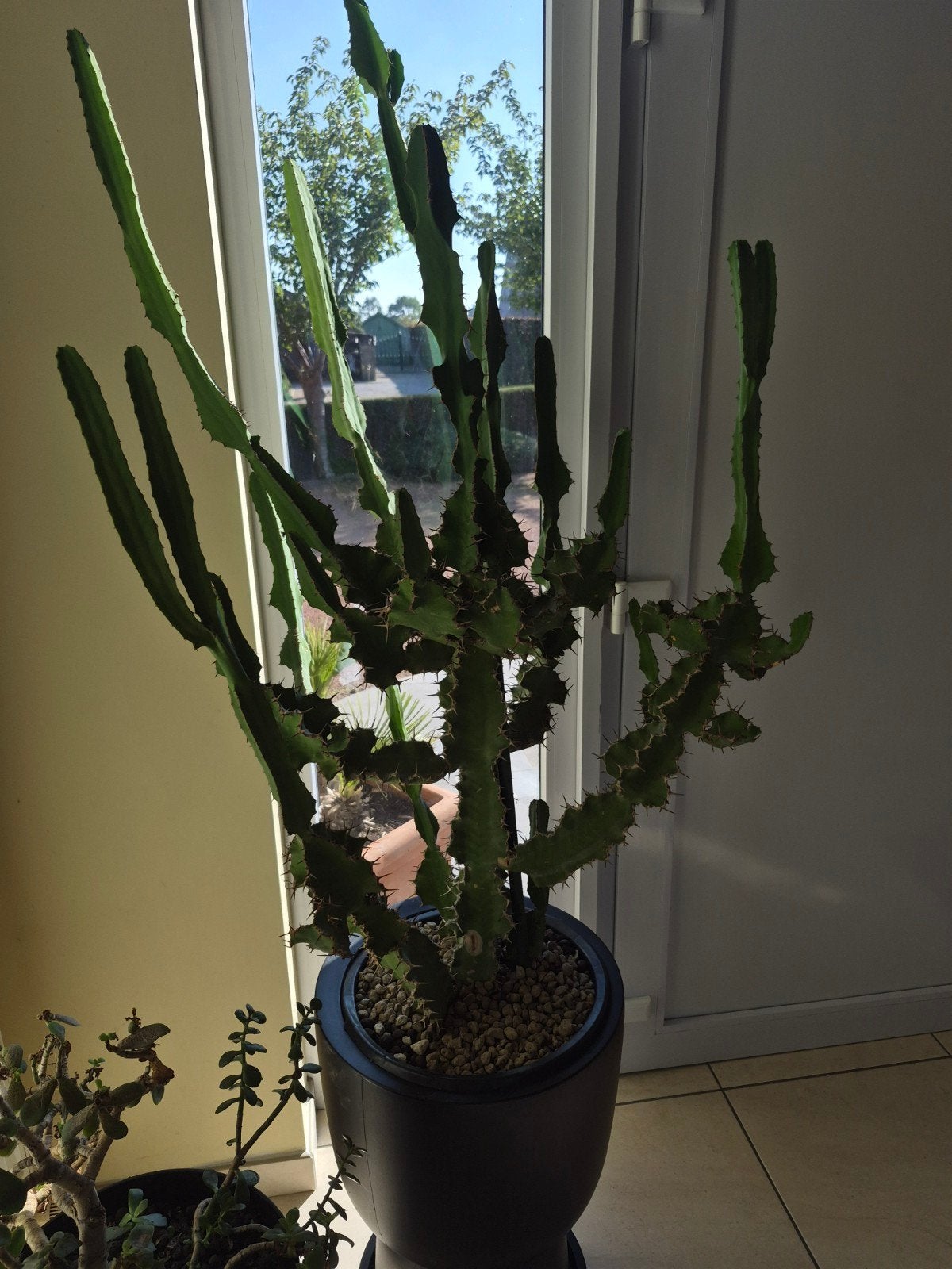 grote cactus, Ophalen, 150 tot 200 cm, Groene kamerplant, In pot