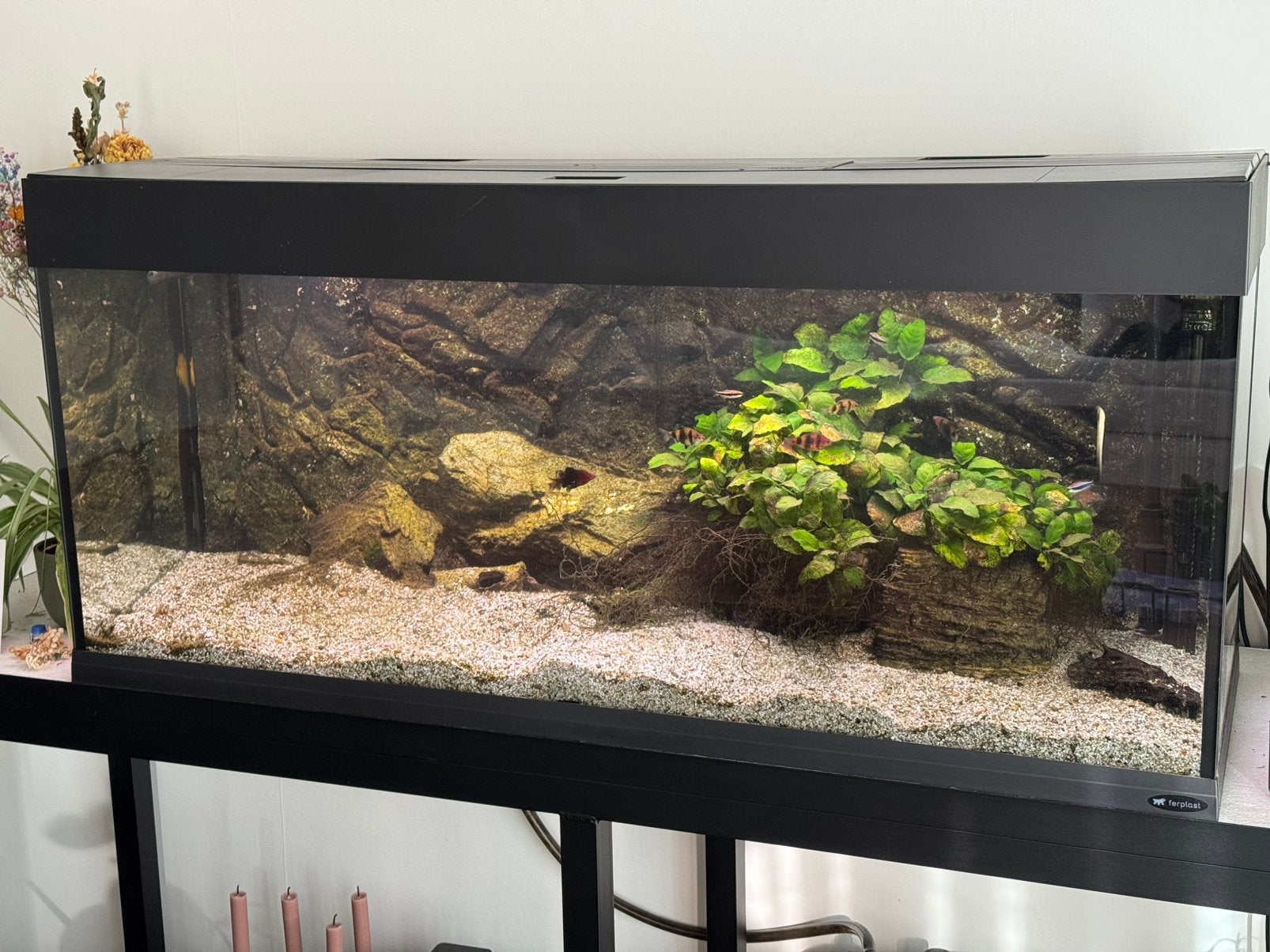 Aquarium en toebehoren, Enlèvement, Poissons inclus, Comme neuf, Aquarium d'eau douce rempli